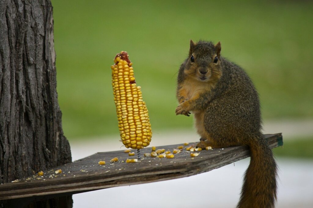 squirrel, corn, rodent