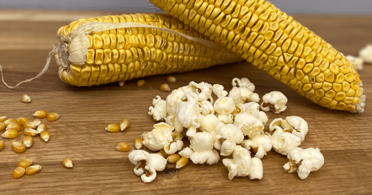 Popkorn wird aus Mais gemacht